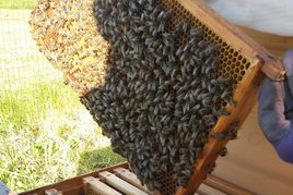 Vollbesetztes Rähmchen