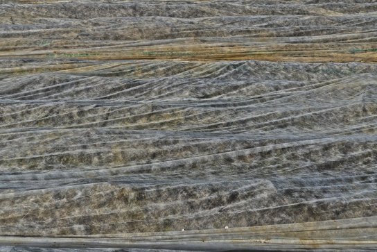 Feldsalat nun mit Vlies abdecken. ©pixabay