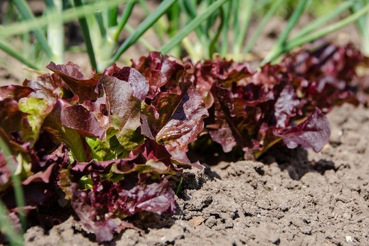 Salat alle vier Wochen nachbauen, so erhält man eine gleichmäßige Versorgung ohne Überschüsse. ©pixabay