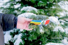 Schleife blau-gelb für Niederösterreich am Christbaum