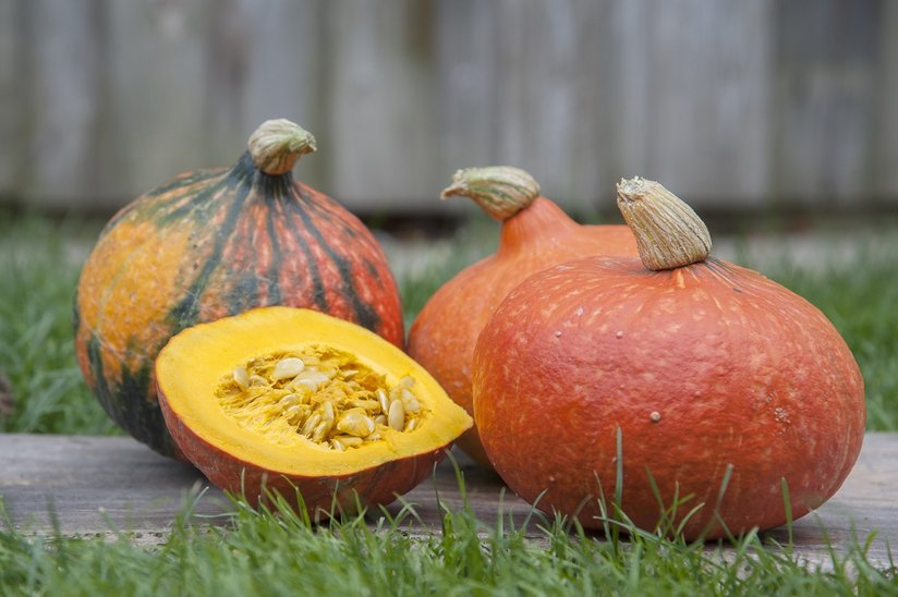 Hokkaidokürbis ©Sonja Hießberger/LK Niederösterreich