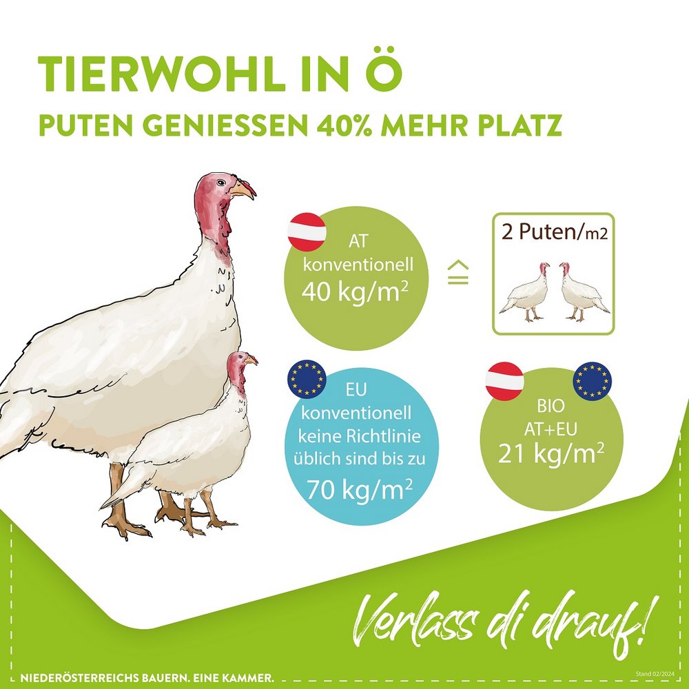 Putenhaltung im Stall