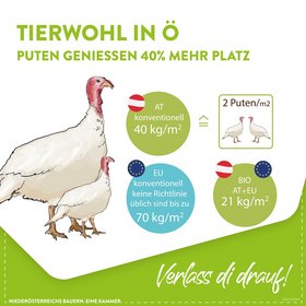 Putenhaltung im Stall