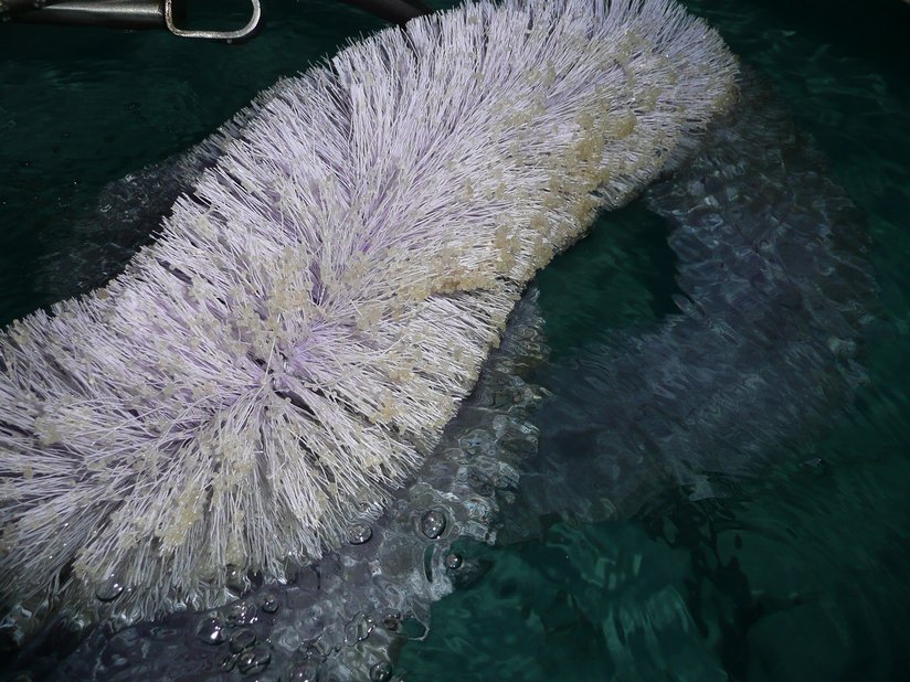 Fische der Indoor-Aquakultur legen ihre Eier auf Bürsten, die eine natürliche Umgebung simulieren. ©Günther Gratzl/Archiv Aqua