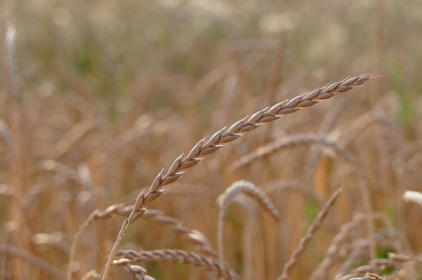 Dinkel ©pixabay