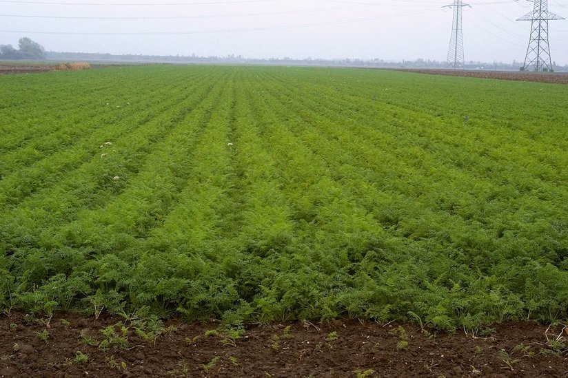 Feld mit Karottenanbau