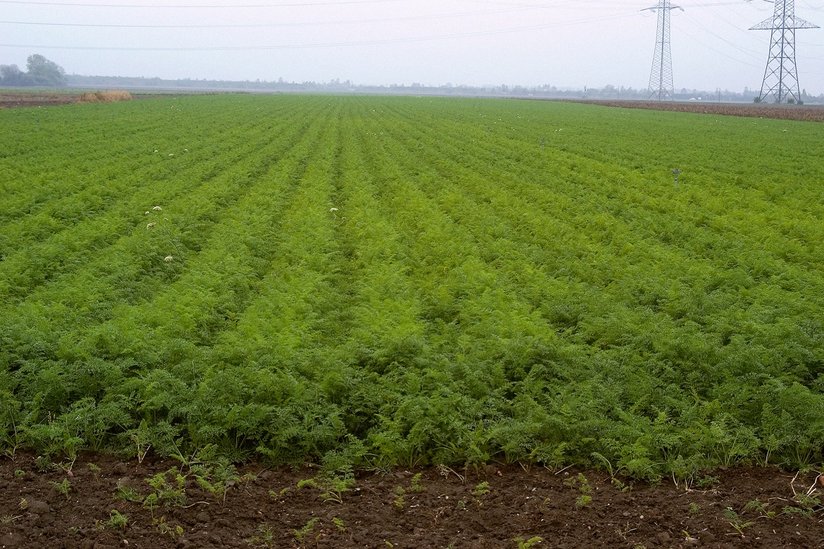 Feld mit Karottenanbau