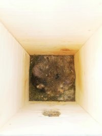 Das Nest kann nun behutsam aus dem Nistkasten entfernt werden. ©Eva Kail/LK Niederösterreich