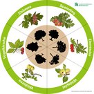 Baumlegekreis mit Speierling, Eberesche, Wildapfel, Wildbirne, Vogelkirsche und Elsbeere (Wildobst)