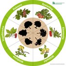 Baumlegekreis mit Speierling, Eberesche, Wildapfel, Wildbirne, Vogelkirsche und Elsbeere (Wildobst)