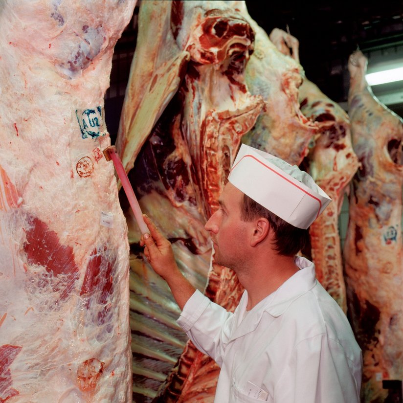 Genusstauglichkeits-Stempel wird auf Schlachtkörper von Rindfleisch angebracht ©AMA Marketing