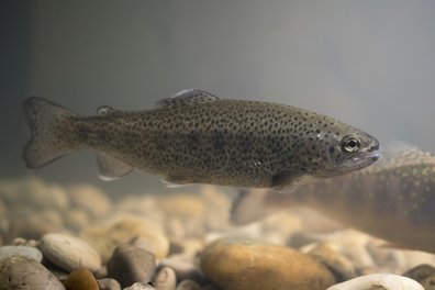 Regenbogenforelle schwimmter über Steine im Wasser ©Florian Kainz/Archiv Aqua