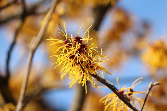 Gelbe Zaubernuss im Winter ©pixabay