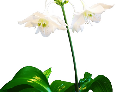 Amazonaslilie mit Blüte ©Eva Kail/LK Niederösterreich