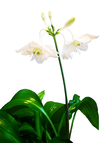 Amazonaslilie mit Blüte ©Eva Kail/LK Niederösterreich