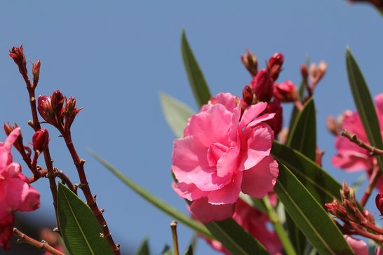 Rosablühender Oleander ©pixabay