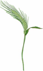 Sommergerste ©Eva Kail/LK Niederösterreich