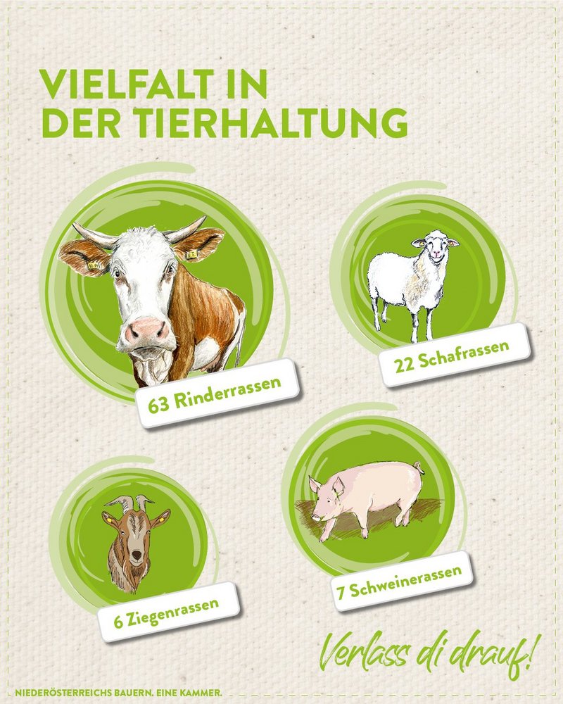 Infografik von Verlass di drauf der Landwirtschaftskammer Niederösterreich zu Vielfalt in der Tierhaltung