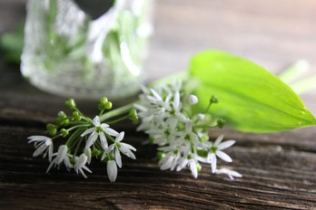 Bärlauchblätter und Blüten im Glas ©Elisabeth Heidegger/LK Niederösterreich