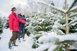Auswahl vom Weihnachtsbaum direkt in der Kultur