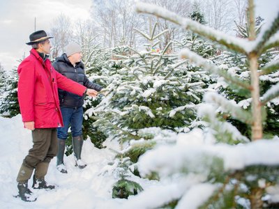 Auswahl vom Weihnachtsbaum direkt in der Kultur