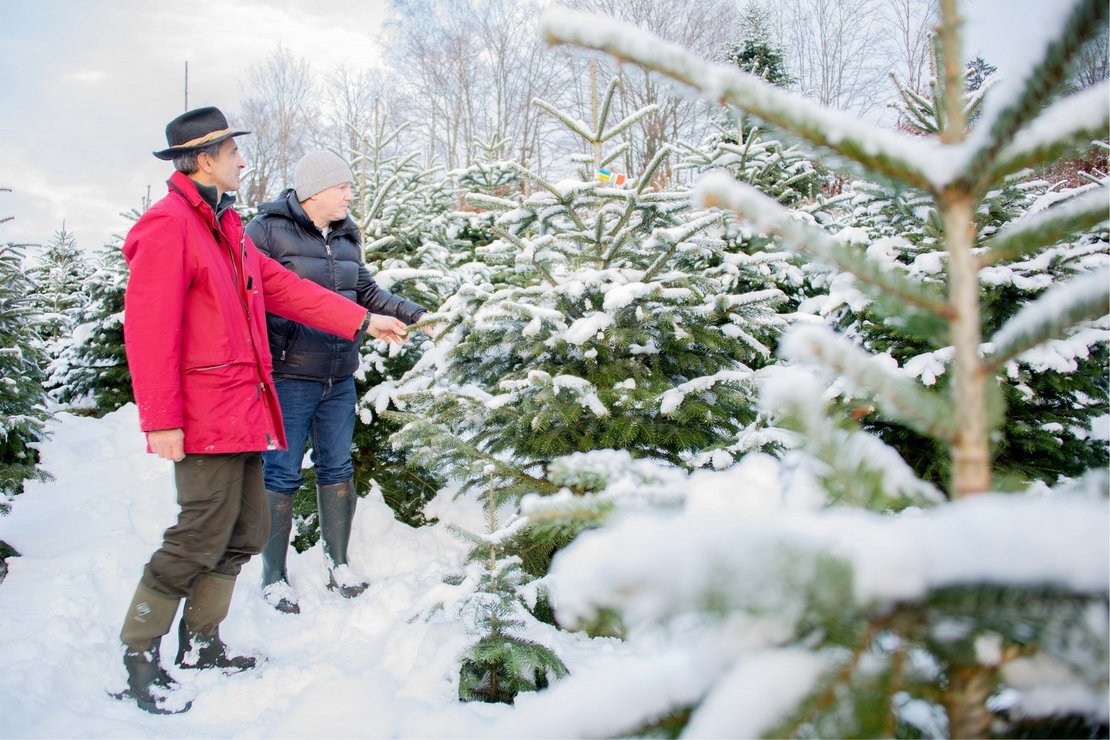 Auswahl vom Weihnachtsbaum direkt in der Kultur