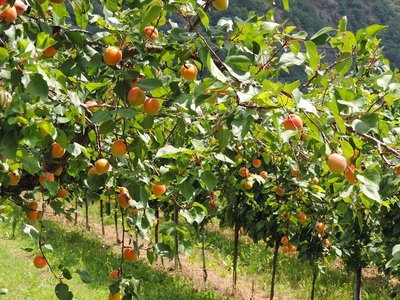 Marillenbäume in der Wachau ©pixabay