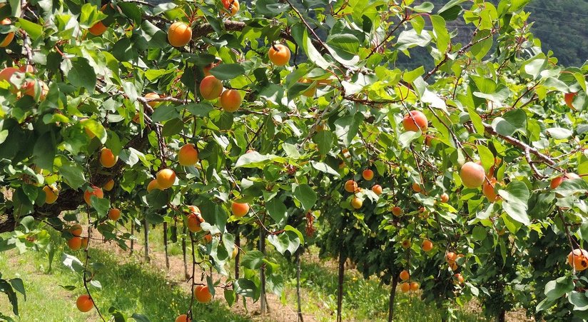 Marillenbäume in der Wachau ©pixabay