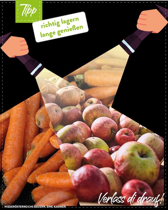 Taschenlampen beleuchten Karotten, Erdäpfel und Äpfel. Gemüse von Bäuerinnen und Bauern gehört in die Vorratskammer für den Krisenfall.