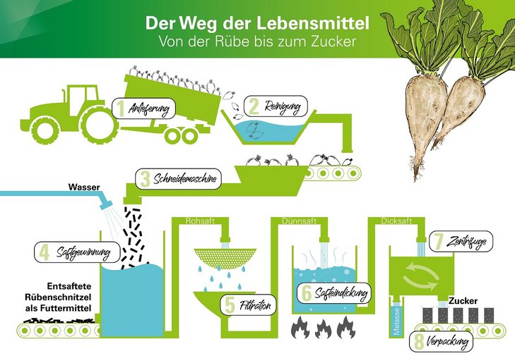 Von der Zuckerrübe zum Zucker 