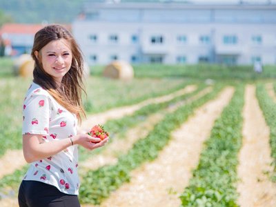 Erdbeerbäuerin Lisa Tempelmayr aus Gerersdorf bei St. Pölten am Erdbeerfeld mit roten Erdbeeren in der Hand