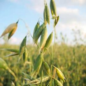 Nahaufnahme von Hafer auf Feld 