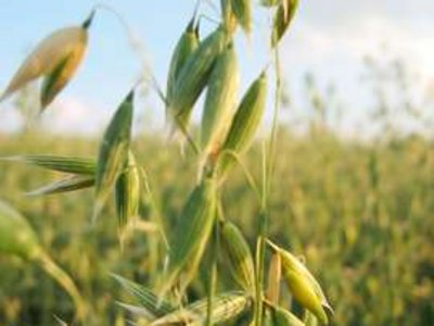 Nahaufnahme von Hafer auf Feld 