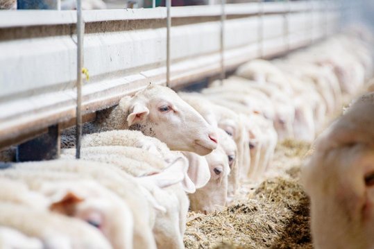 Schafe beim Fressen am Futterband