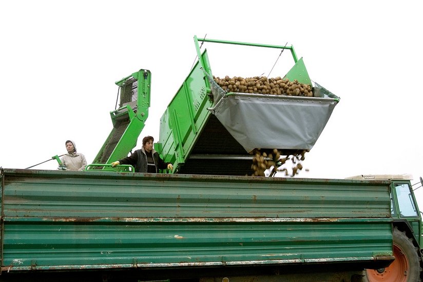 Erdäpfelernte am Kartoffelacker mit Maschinen am Abladen ©AMA Marketing