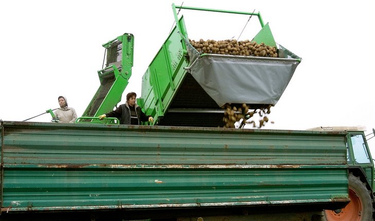 Erdäpfelernte am Kartoffelacker mit Maschinen am Abladen ©AMA Marketing