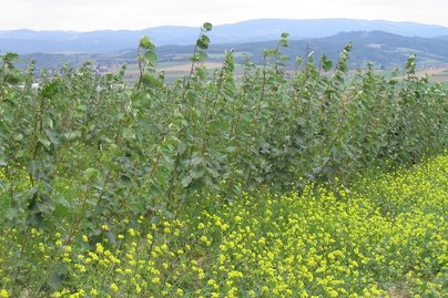 Energieholz ©Fotoarchiv Forst/LK Niederösterreich