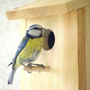 Nistkasten mit Blaumeise ©pixabay