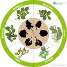 Baumlegekreis mit Feldulme, Bergulme, Linde, Robinie, Birke und Walnuss