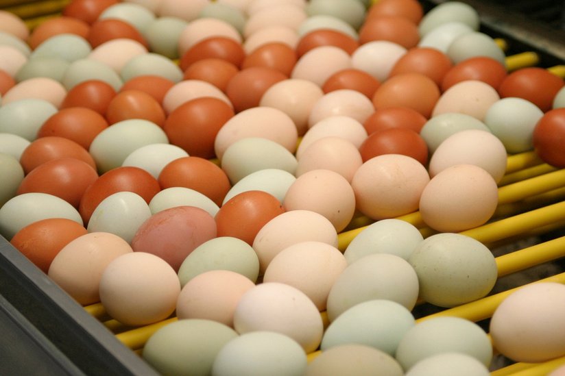 bunte Eier auf Packstelle ©AMA Marketing