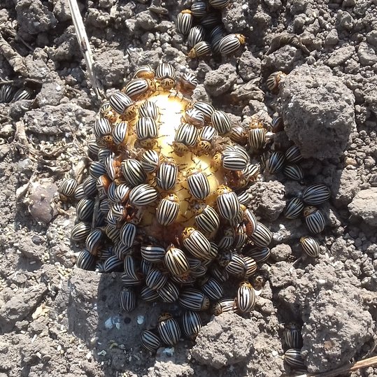 Zahlreiche Kartoffelkäfer auf Kartoffel ©Anita Kamptner/LK Niederösterreich
