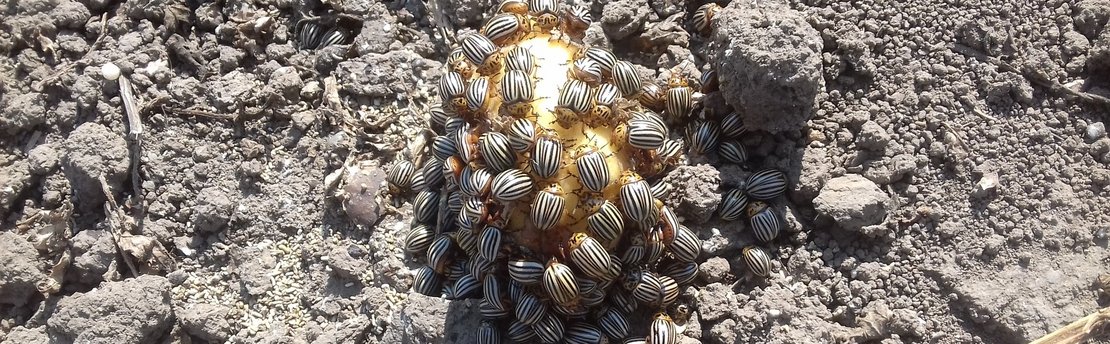 Zahlreiche Kartoffelkäfer auf Kartoffel ©Anita Kamptner/LK Niederösterreich
