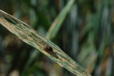 Getreidehähnchen im Mai ©Harald Schally/LK Niederösterreich