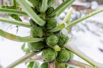 Brussels sprouts in winter on field covered snow.