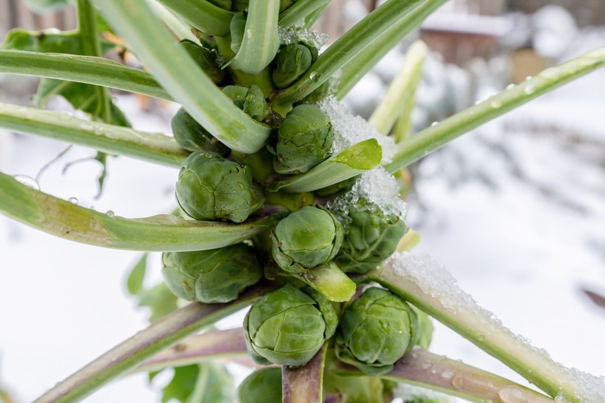 Brussels sprouts in winter on field covered snow.