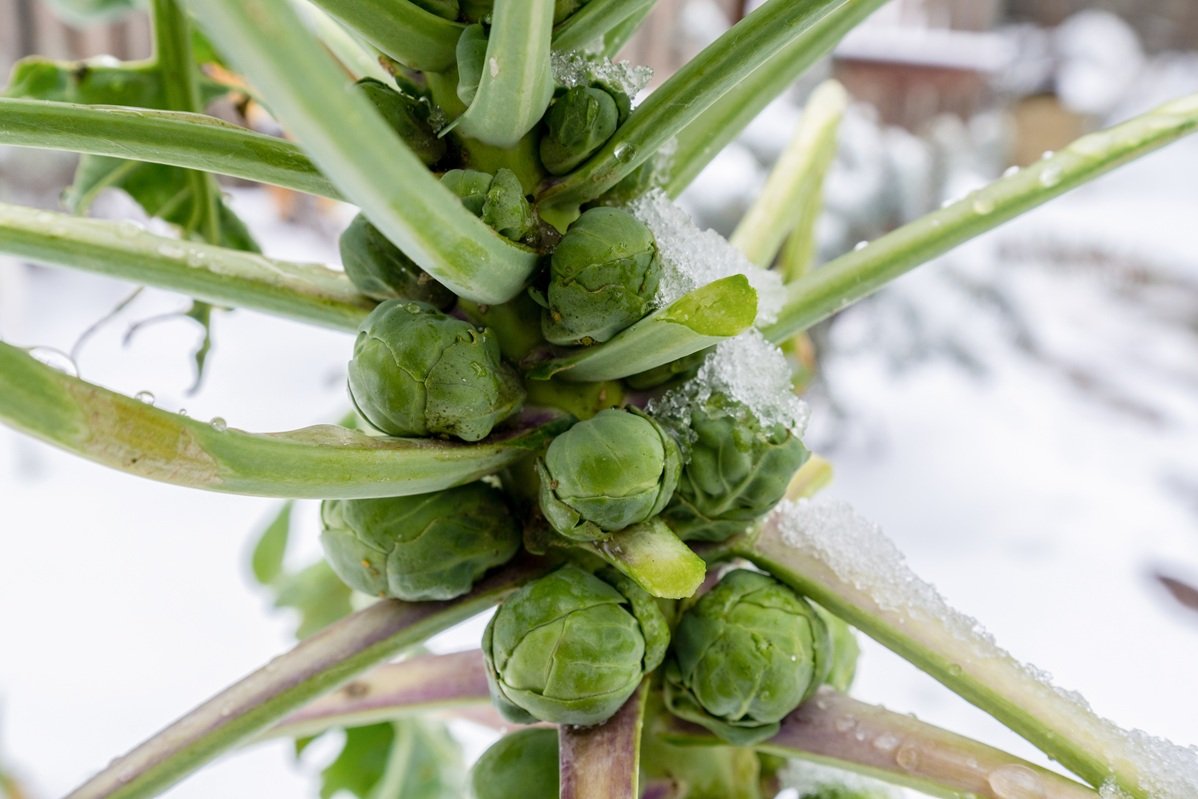 Brussels sprouts in winter on field covered snow.
