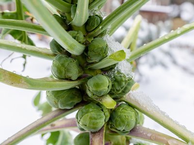 Brussels sprouts in winter on field covered snow.