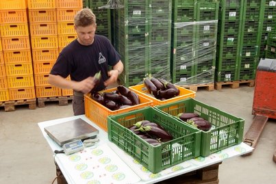 Melanzani verwiegen und einschlichten ©AMA Marketing