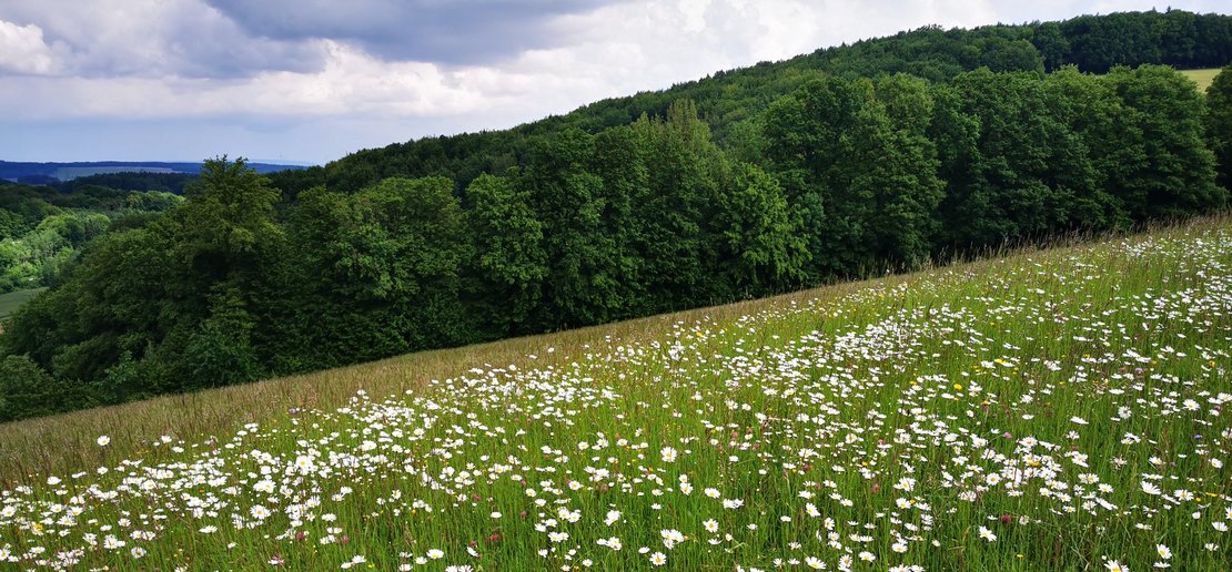 blühende Blumenwiese mit Wald als Biodiversitäts-Fläche ©Eva Kail/LK Niederösterreich