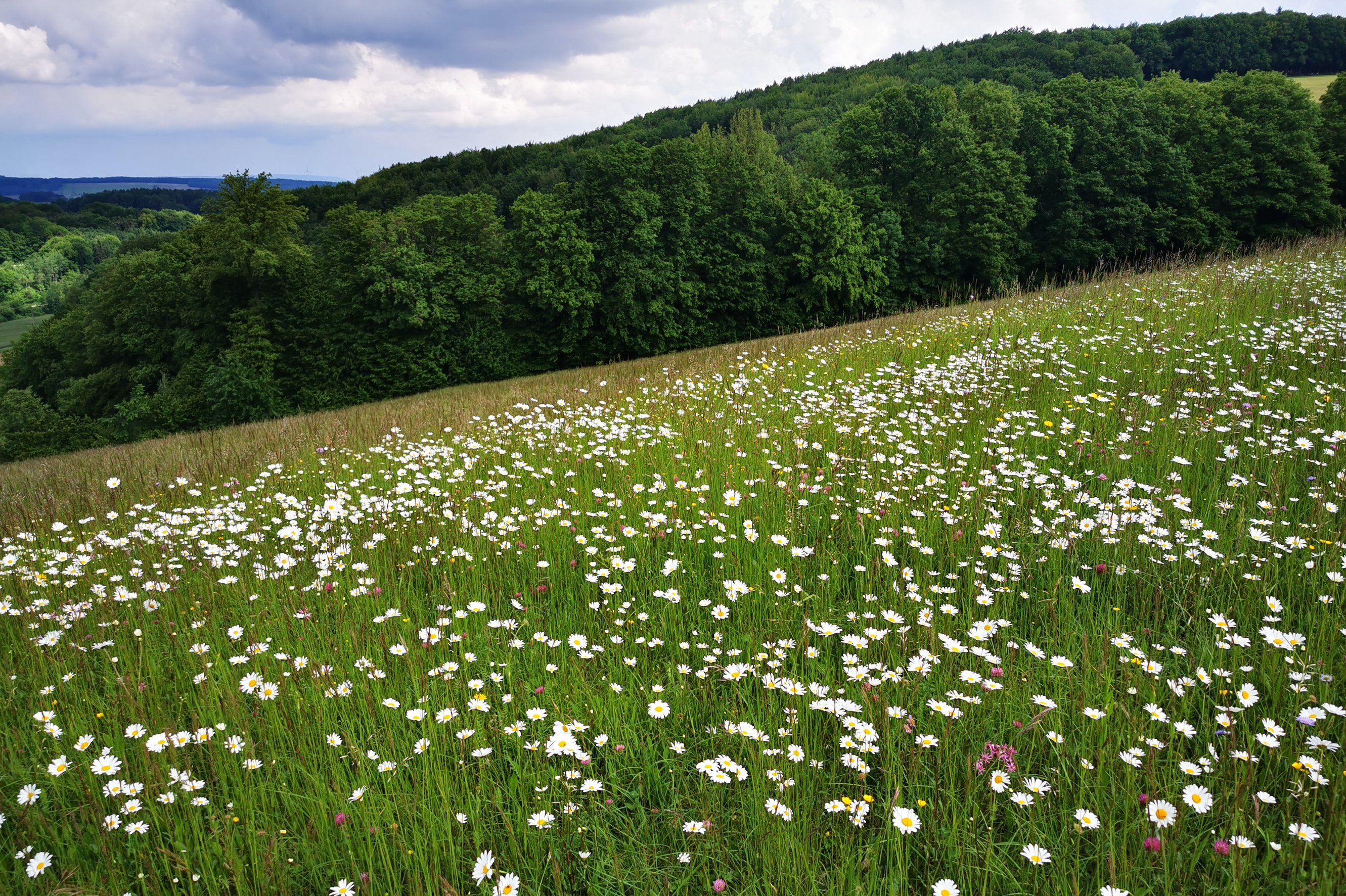 blühende Blumenwiese mit Wald als Biodiversitäts-Fläche ©Eva Kail/LK Niederösterreich